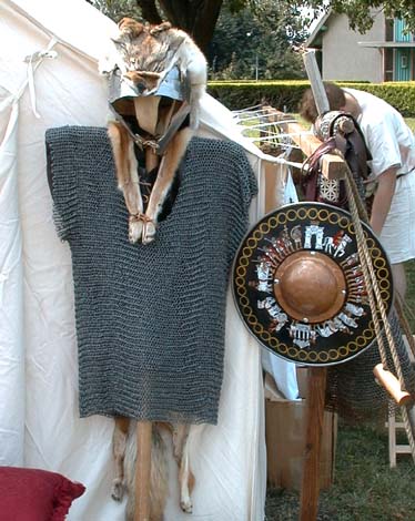 This hamata, or Roman mail was in use both before and after the appearance of the segmented lorica.  As it is illegal to own a wolf skin in California, the coyote skin is worn on the signifer, or standard - bearer's helmet.